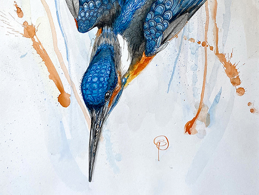 Diving Kingfisher