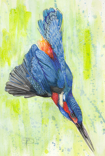 Kingfisher Dive II